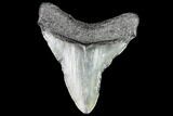 Juvenile Megalodon Tooth - Georgia #111629-1